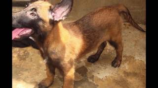 Các Loại Chó Becgie. Giá Chó Becgie Bỉ Chó Malinois, Becgie Nga, Becgie Đức Ở Việt Nam