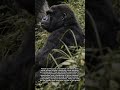 Distinctive Traits and Social Roles of Female Gorillas #gorillas