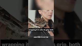 Python's Deadly Strike: Ambush Predator of the Canopy #shorts