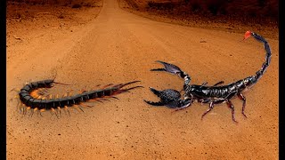 Скорпион против сколопендры
