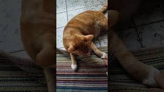 gummy lovely squishy kucing lucu, my cat, funny cat, feeding cat #sliceoflife #cat #pets #kucing