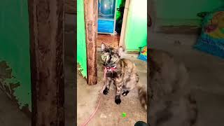 My Cat Bibi Pakul She Want To Play With Mommy #cat #catshorts #catvideos #cats #shortvideo #shorts