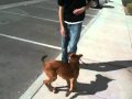 Puppy Training Heel- teach your puppy to heel Puppy Training Heel- teach your puppy to heel