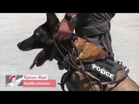 Βίντεο: Το ομοσπονδιακό δικαστήριο του Μίτσιγκαν αποφασίζει ότι η αστυνομία μπορεί να πυροβολήσει μετακινούμενα ή γαβγίζοντας σκυλιά