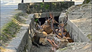 道路わきの側溝でシカが「避暑」　猛暑日の奈良公園