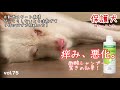 【老犬との暮らし】まさかの痒み悪化…色々な対策をとりました