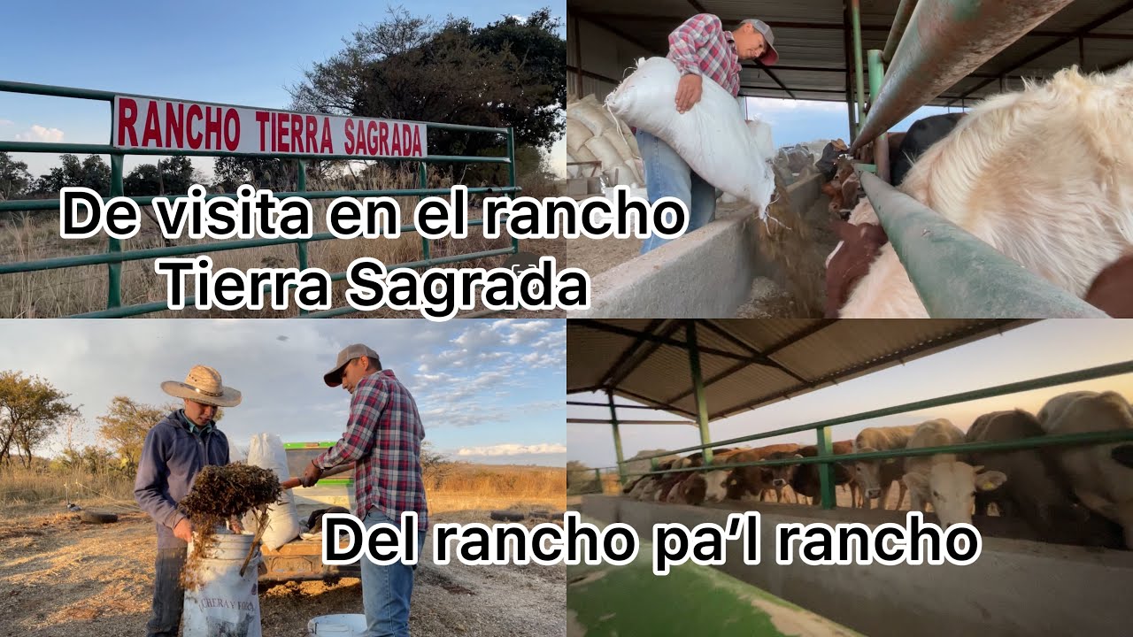 DEL RANCHO PA’L RANCHO con el buen Roman… dándole de comer a todo su ...