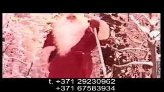 Рижский Дед Мороз.avi Рижский Дед Мороз.avi