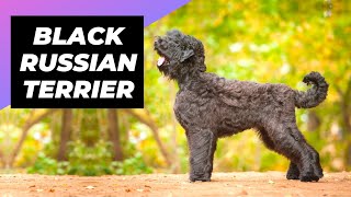 Black Russian Terrier  One Of The Biggest Dog Breeds In The World #shorts