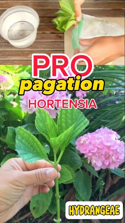 EMANG BISA ? Bunga hortensia water propagation