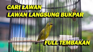 PANCINGAN PLECI CARI LAWAN, BIKIN CEPAT BUKPAR , FULL TEMBAKAN