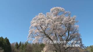 千鳥別尺のヤマザクラ（平成29年度特別奨励賞）