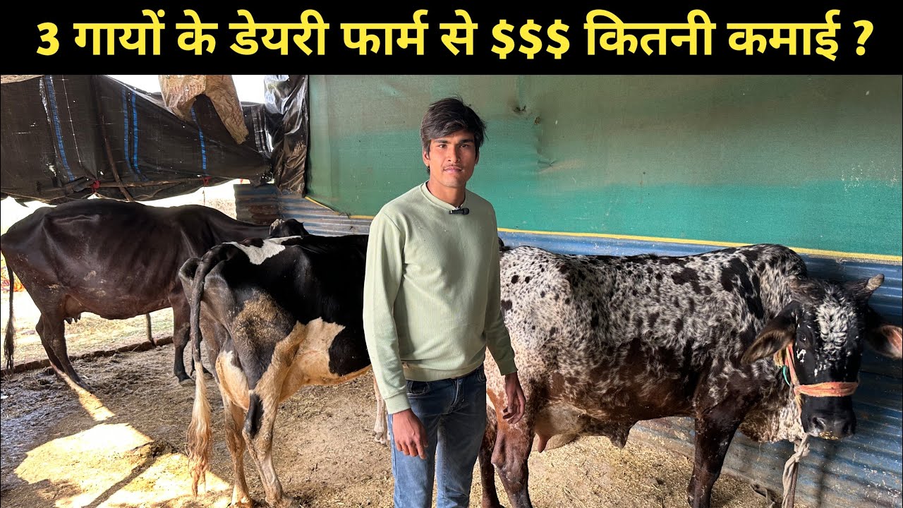 3 गायों के फ़ार्म से कितनी कमाई ? डेयरी फ़ार्म कैसे शुरू करे | The Indian Dairy 