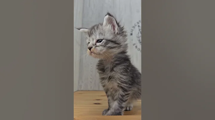 Video 10376211: silver tabby, tabby female, mainecoon, cats cattery, wild cat