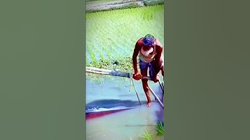 simple technique for irrigating rice fields #shorts