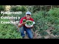 Pimientos!!!Cuidados, Consejos y Cosecha del Pimiento! Como plantar pimientos! Hagamos un Huerto!