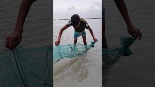 গ্রাম বাংলার মাছ ধরা ম্যাজিক জাল দিয়ে টেংরা মাছ ধরার অসাধারণ পদ্ধতি