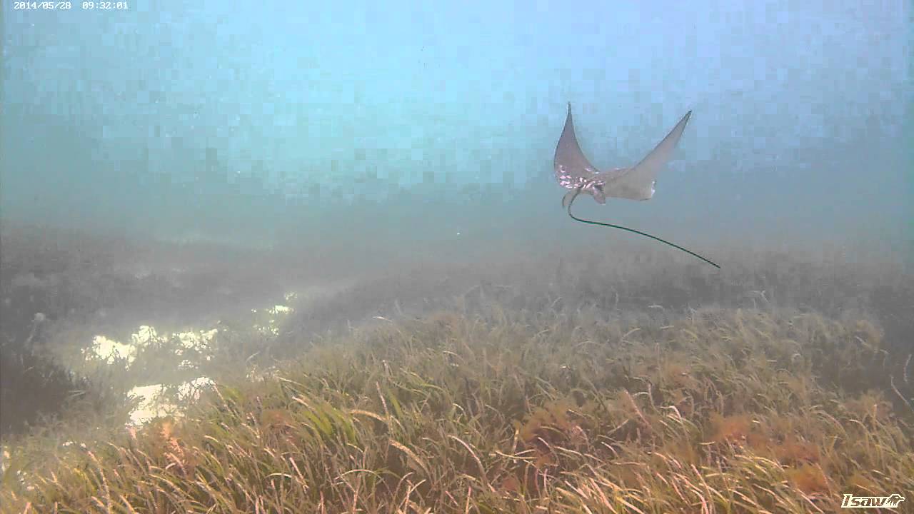 Raie Leopard Seychelles YouTube raie-leopard-seychelles-youtube