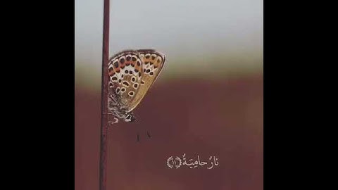 سورة القارعة - ياسر الدوسري