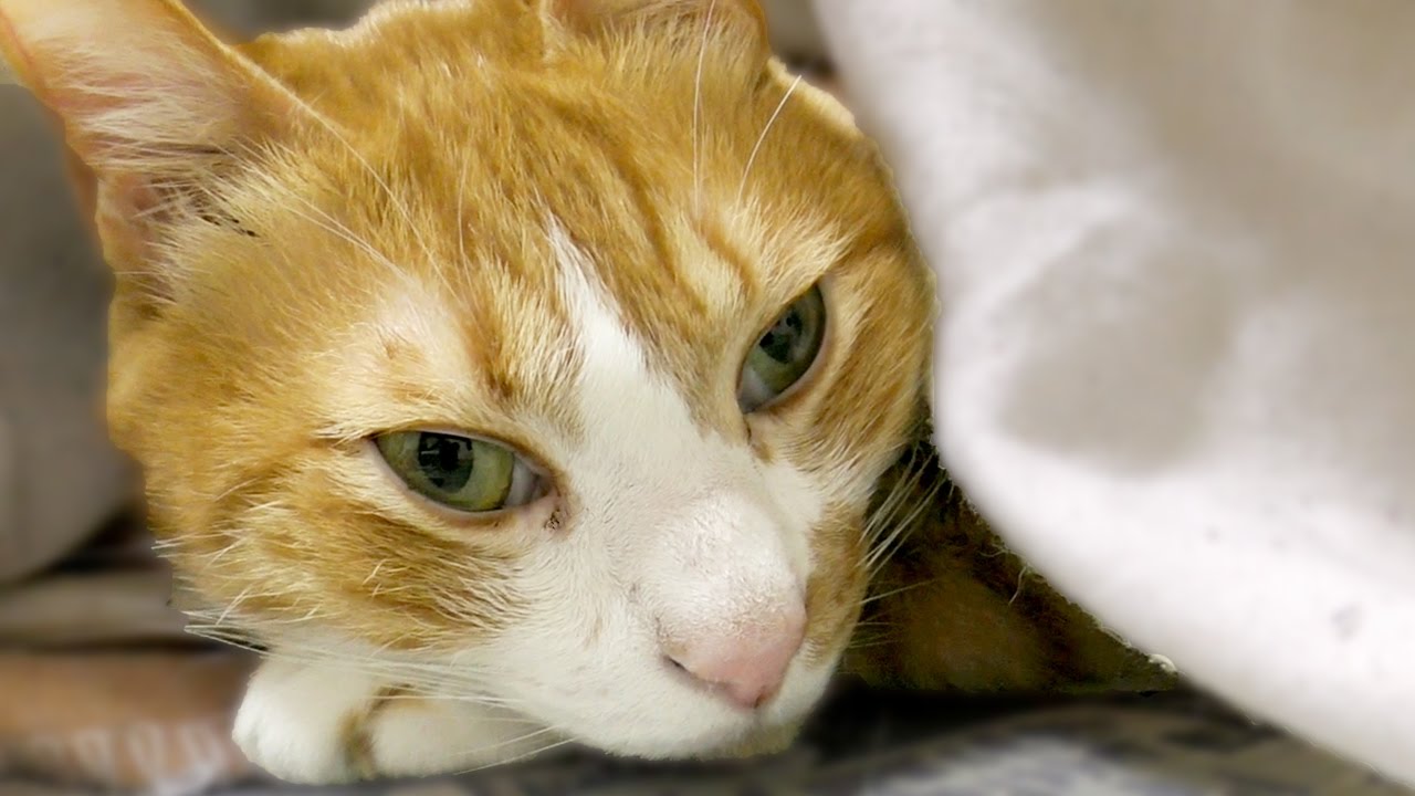 猫カフェ 横浜 かわいい猫の抱き枕♡布団の中でママと一緒…照れる！？茶トラ猫 「マック」　- Cat Likes Owner. Cute cat sleeps with a mom.