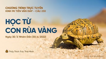 🔴 "Học từ con rùa vàng" - câu 230 Kinh Mi Tiên Vấn Đáp | Thầy Thích Trúc Thái Minh