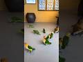 The owner feeds his parrots like he feeds chicks. #birds #parrot #parrots #pets #pets