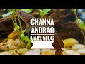 Vlog de soins de channa andrao