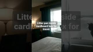 This Is How We Set Up A Hotel Room For Our Cats