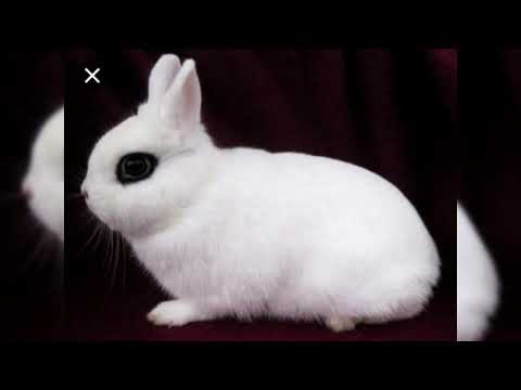 Dwarf Hotot. Pros and Cons, Price, How to choose, Facts, Care, History