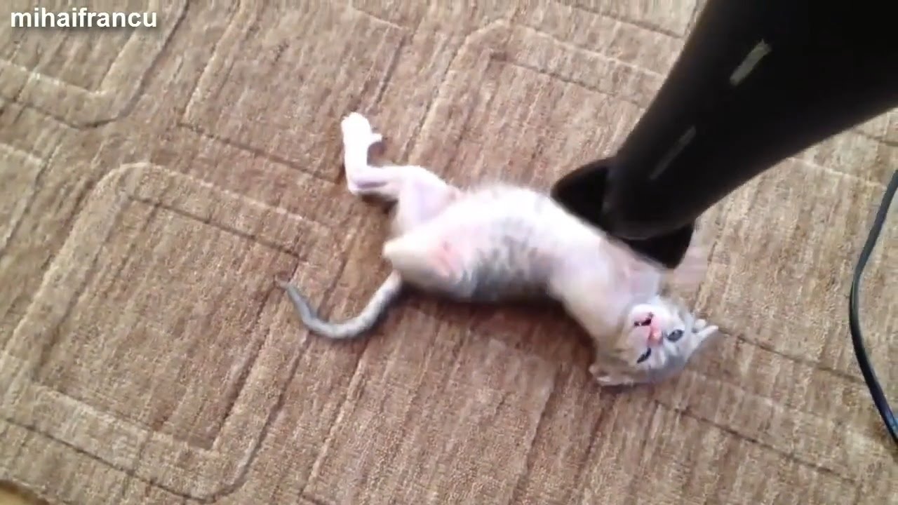 kitten fighting with hair
