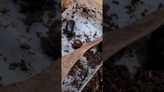 Australian Invertebrates.  Pill Millipedes.