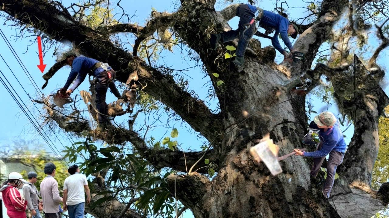 Cưa Cây Xoài Khủng Có Nước,Lâu Năm, Khô Bám Đầy Rong Rêu, Gần Nhà, Lên Dây Điện, Cưa Kỹ thuật 