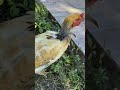 Feather foot still bald on her neck. molting.