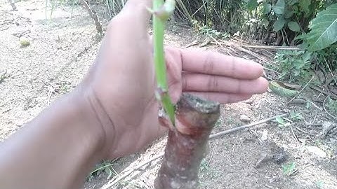 CARA SAMBUNG PUCUK SINGKONG KARET DAN SINGKONG KONSUMSI