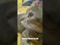 #cat#meme#cute