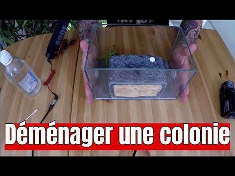 snake reptiles pictures Je mets enfin une colonie dans ce magnifique nid ! Début du déménagement
