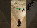 How Antlion Turns Sand into a DEATH PIT #insects #nature #hunting