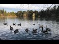 Beautiful Music and gorgeous geese &amp; ducks at Woodward Park in Fresno, CA / Парк, музыка, гуси, утки