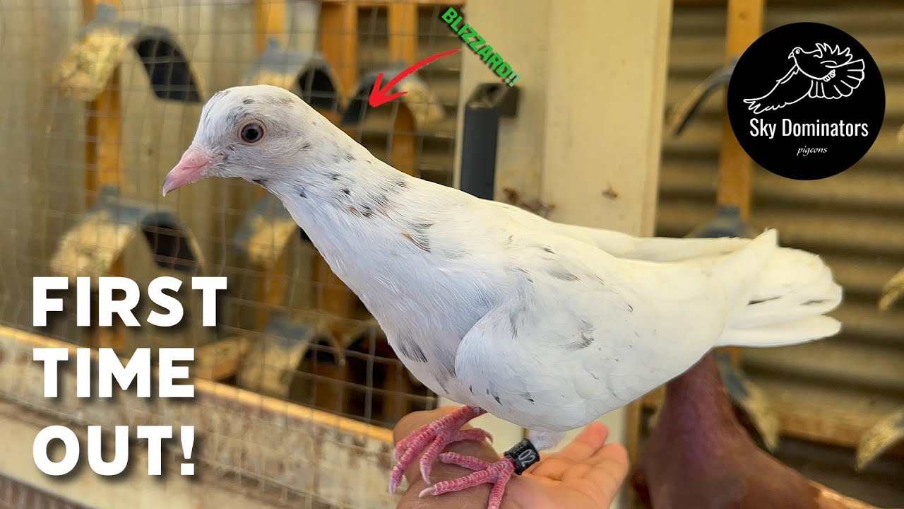 Первые вылазки птенцов голубей! (УСПЕХ)