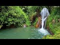 Beautiful Landscape, Morning Birds Singing, Relaxing Water Stream in the Green Forest