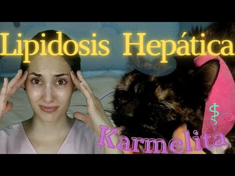 Video: Lipidosis hepática (enfermedad del hígado graso) en gatos