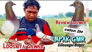 LOSWAT MERPATI LOSDOR LAPAK GMR CILEUNGSI BOGOR CALON 2 M OMKU YUK DI ANU!!!