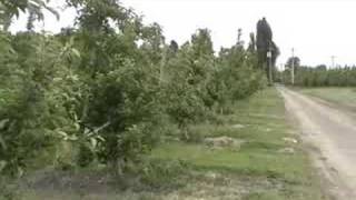 Creek 5 Apples