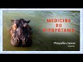 Medicina Animal de Poder do Hipopótamo| Desenvolvendo a Mediunidade e Sensitividade.