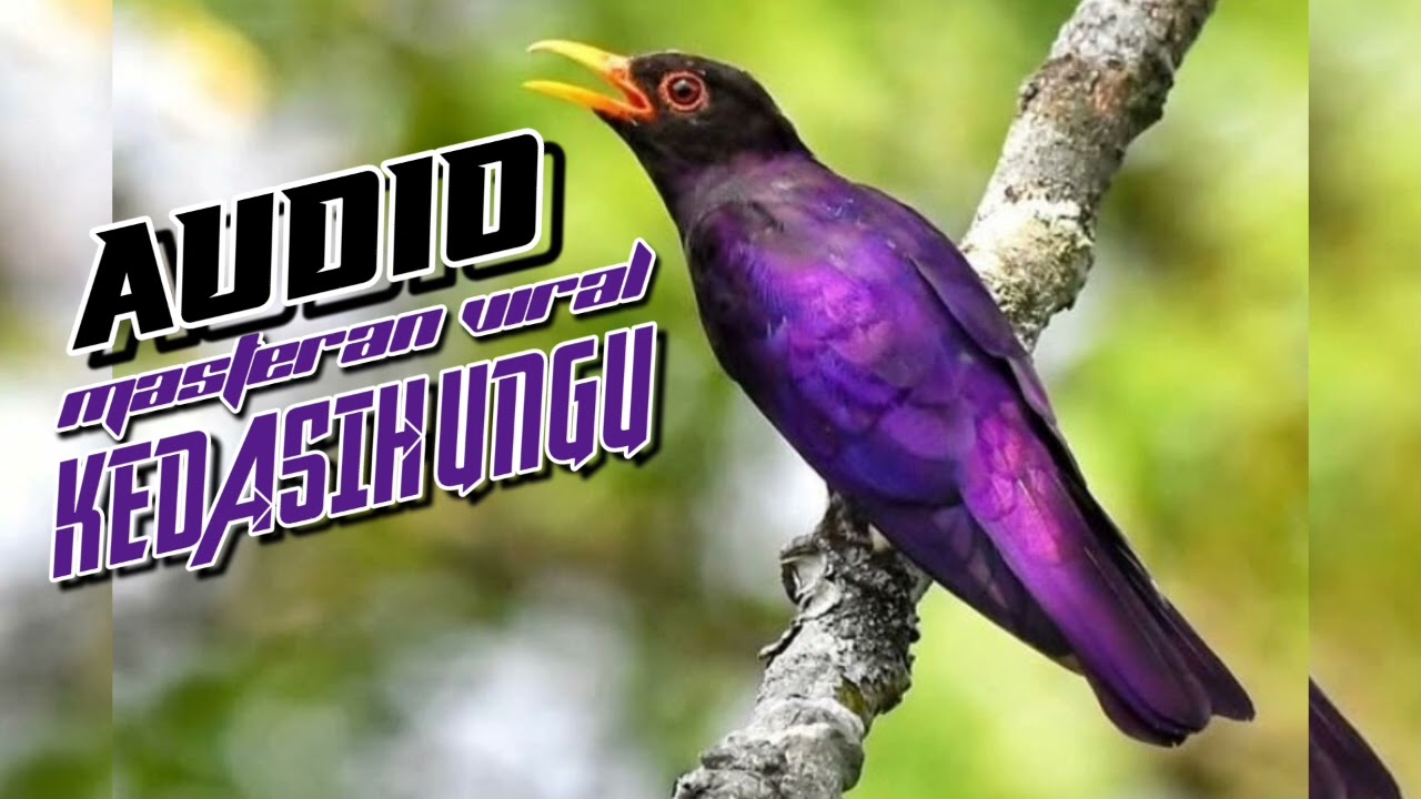 Suara Masteran Viral Burung Kedasih Ungu (Violet Cuckoo) Jernih.