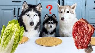 Huskies Teach a Puppy to Eat Healthy Food! Dog food review