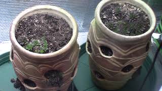 Godz Grow With TNB Naturals