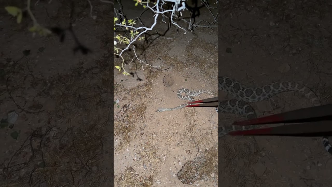Rattlesnake Needs Some Help
