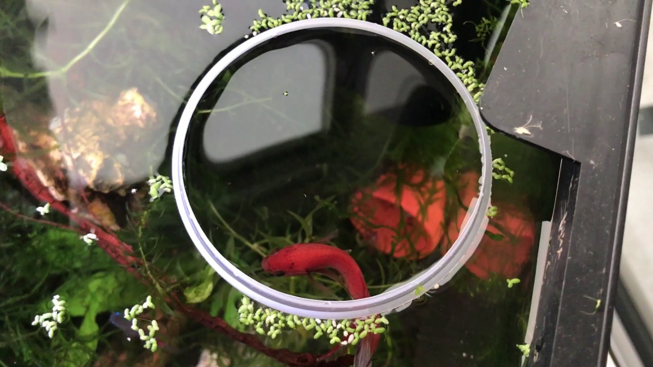 betta feeding ring