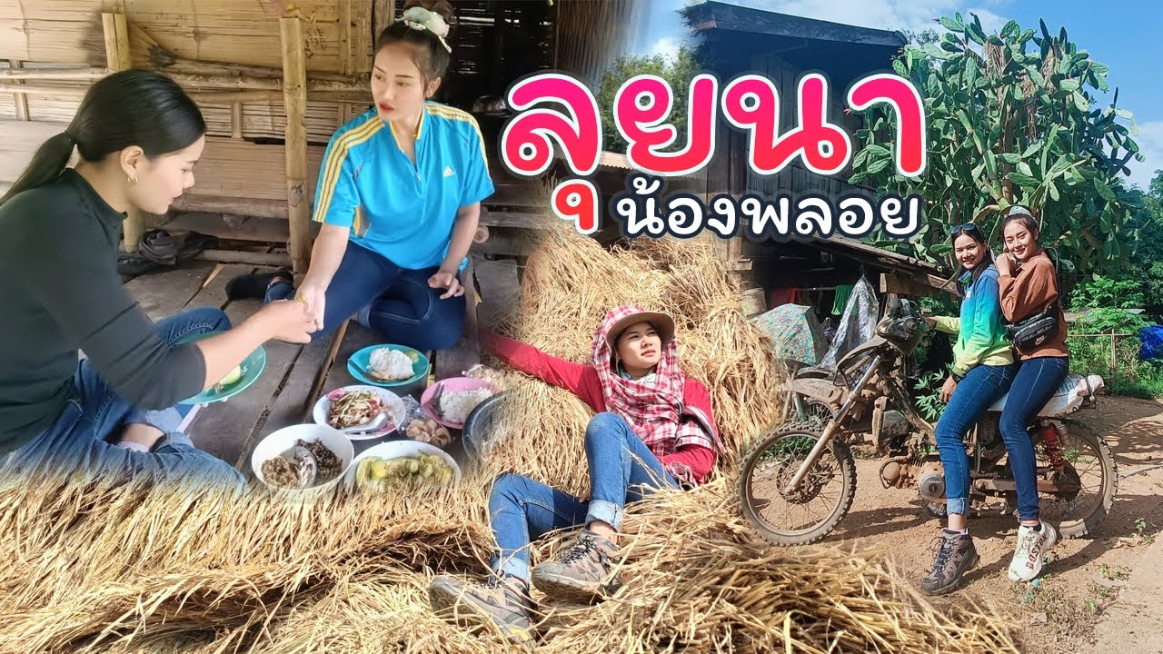 ลุยนา น้องพลอย วิถีชีวิตบนดอยช่วงฤดูกาลเกี่ยวข้าว | แพท สาวดอยแม่ฮ่องสอน